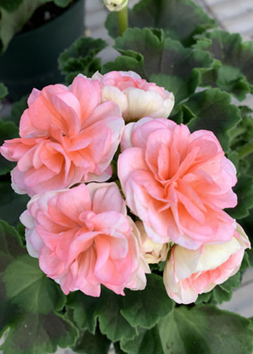Pelargonium zonale Rosalie Antique Salmon'